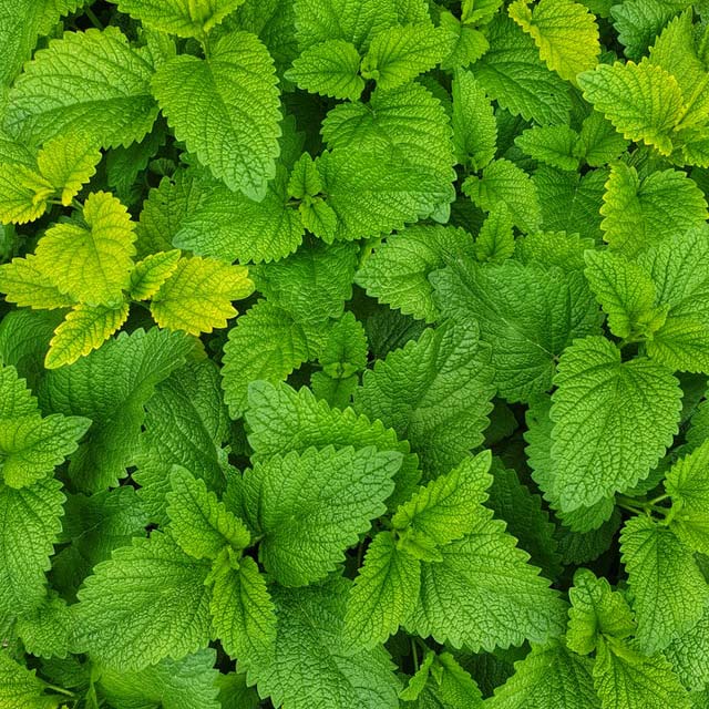 Arôme menthe
